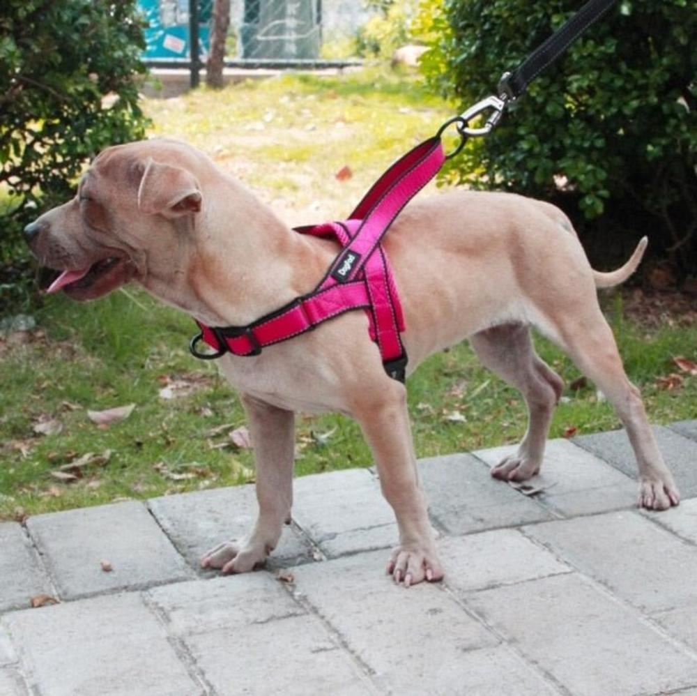 Adjustable Dog Harness on the Dog (Pink)- Pawtopia