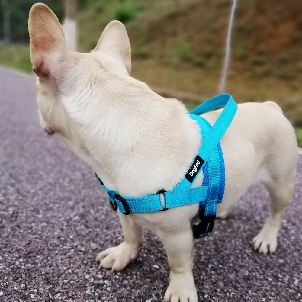 Adjustable Dog Harness on the Dog (Blue)- Pawtopia