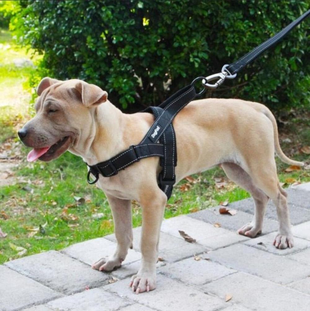 Adjustable Dog Harness on the Dog - Pawtopia