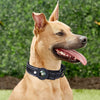 Dog wearing the Airtag Collar - Pawtopia