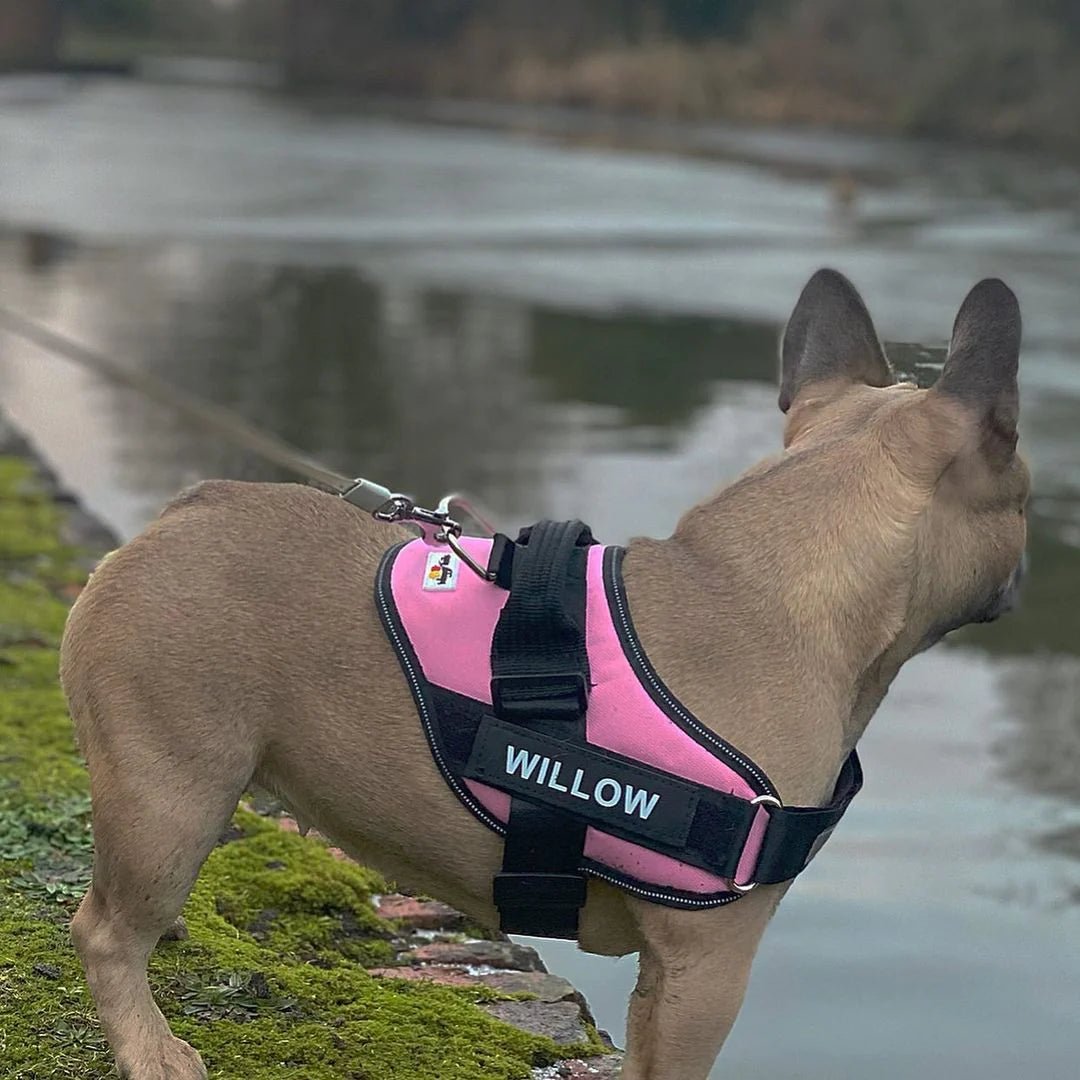 Personalised No-Pull Harness - Pawtopia